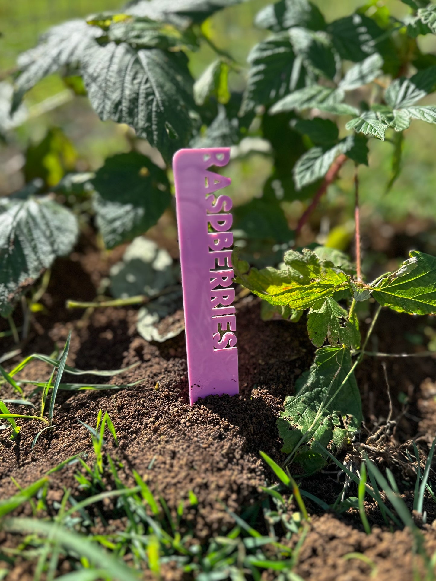Personalised Acrylic Plant Markers | Custom Garden Stakes for Herbs, Vegetables & Flowers